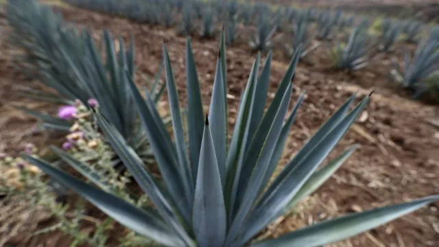 blue agave in Mexico